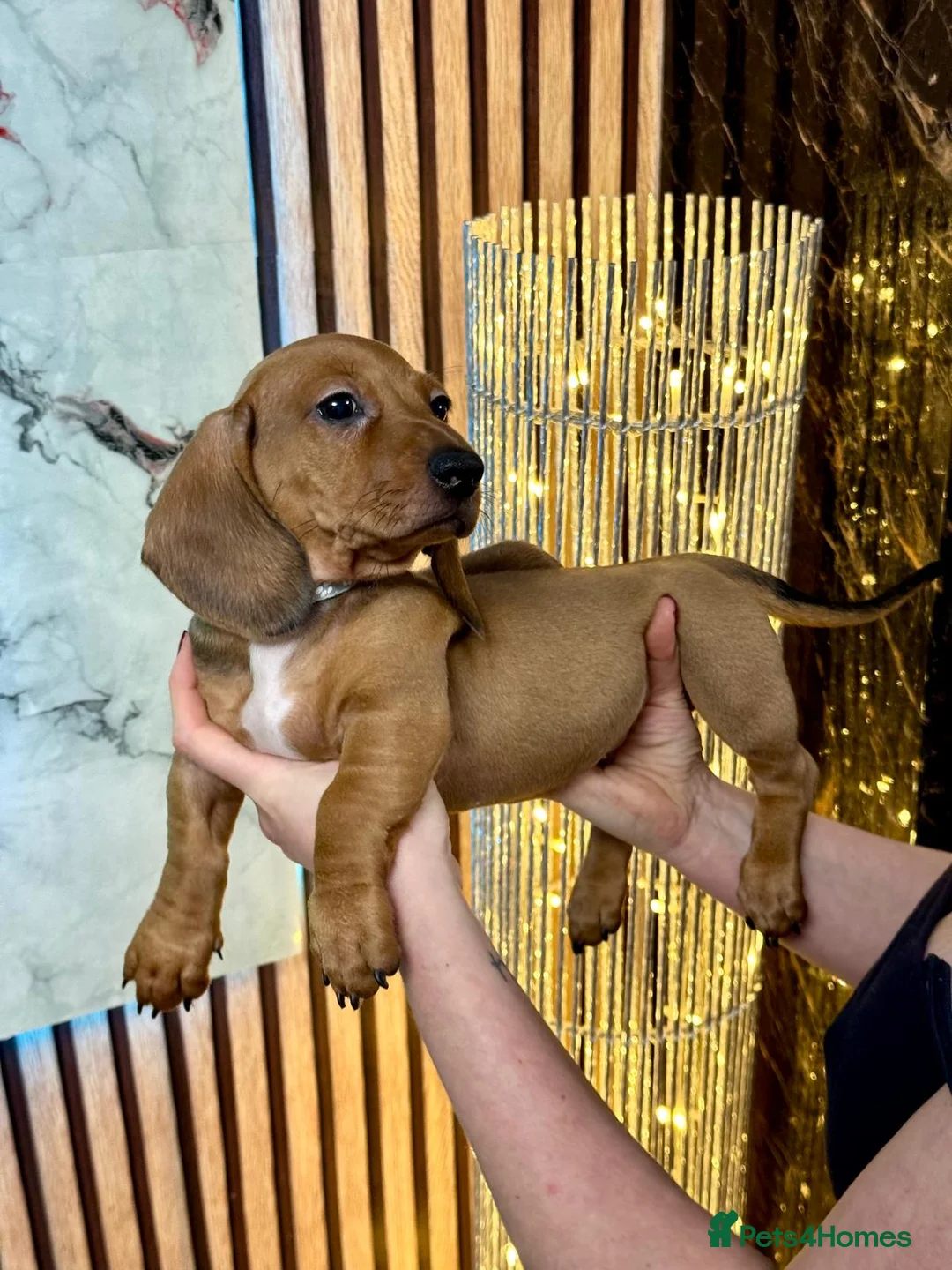 Miniature Dachshund dogs for sale: Last 2 boys miniature dachshund ready to leave now - Advert 3