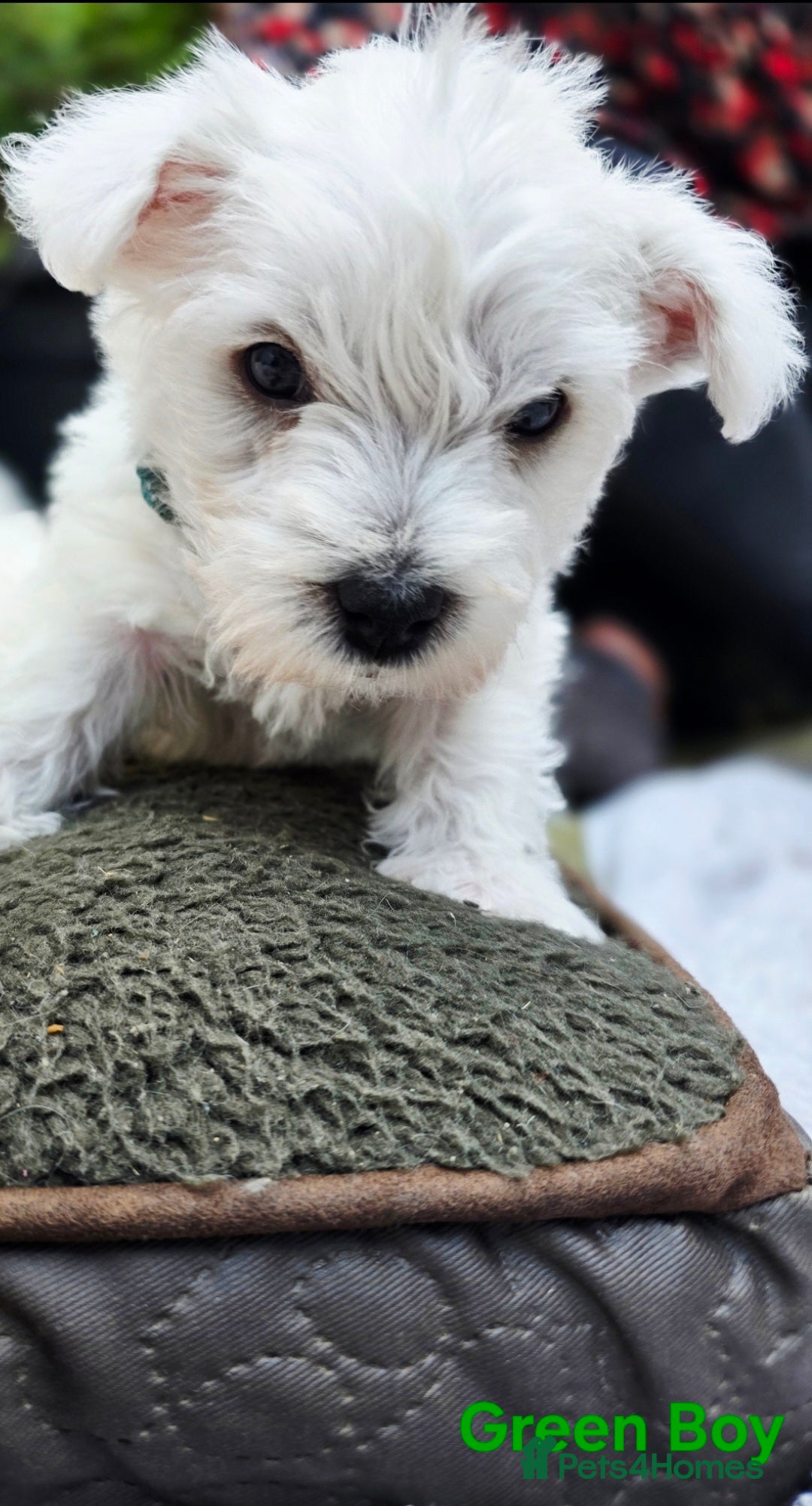 West Highland Terrier dogs for sale: Beautiful Westhighland Terrier Puppies  - Image 19