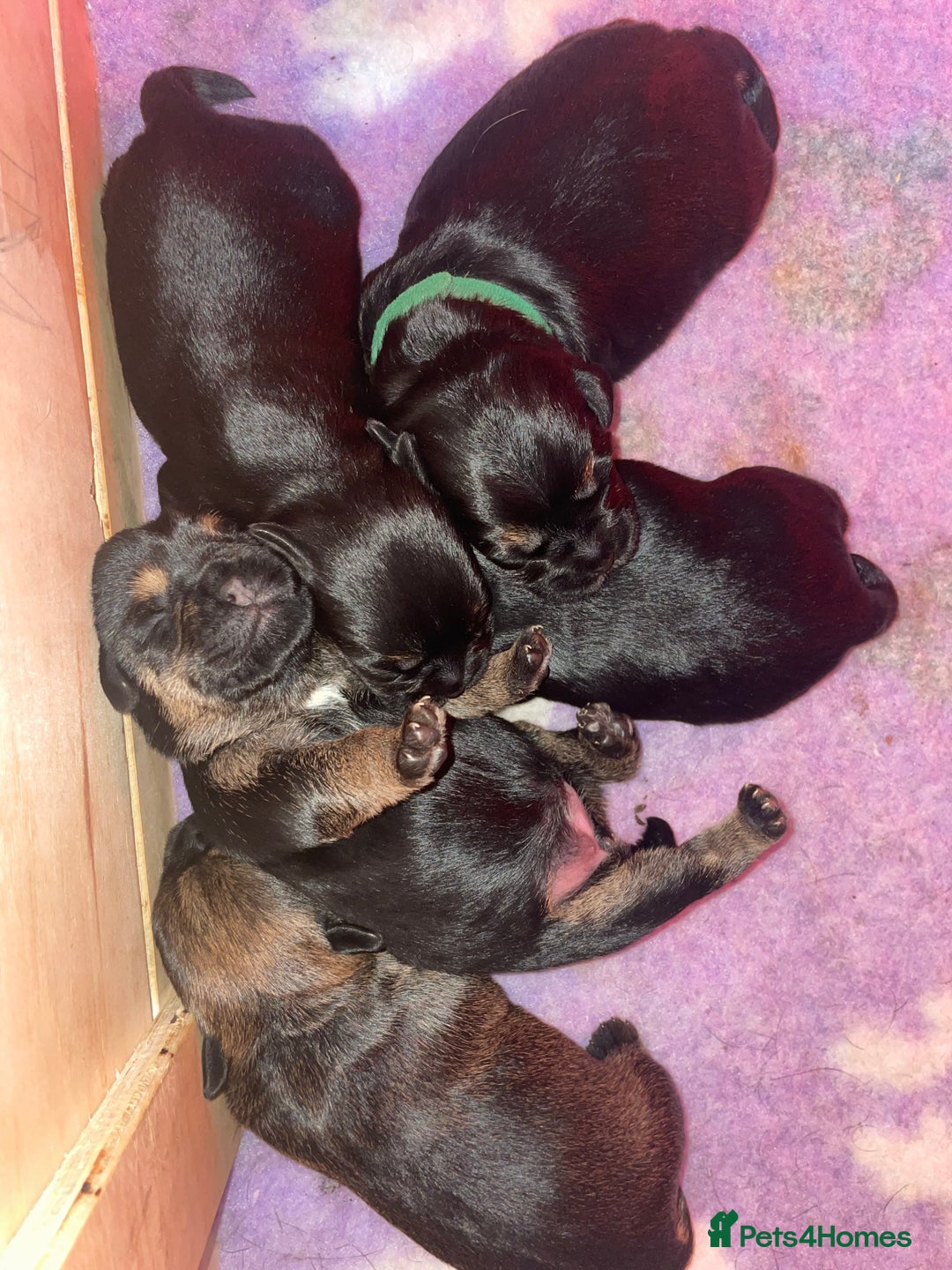 Border Terrier dogs for sale: Beautiful Border Terrier Puppies - Advert 10