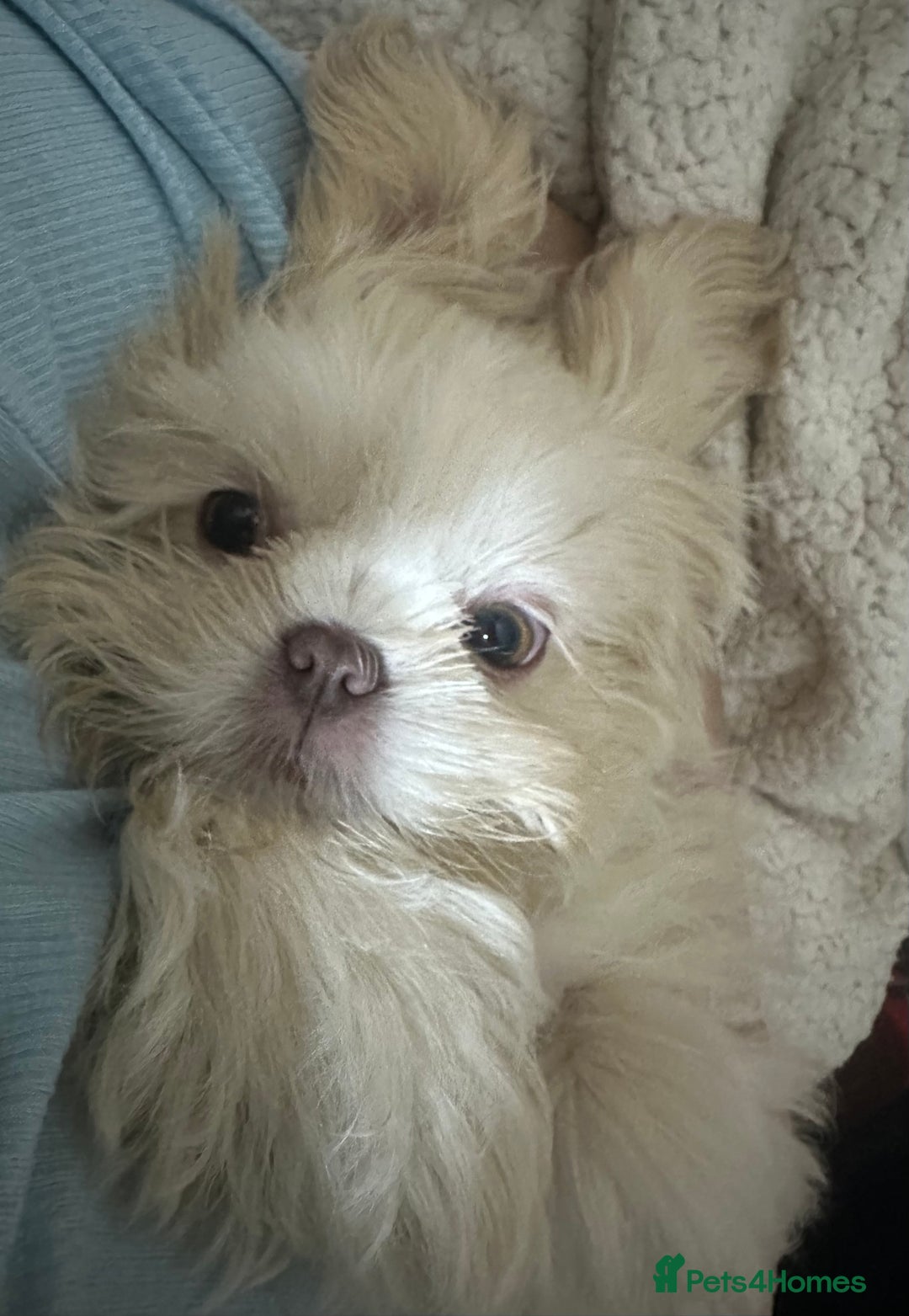 Shih Tzu dogs for sale: Lavender White Imperial Shih Tzu Puppies - Advert 29