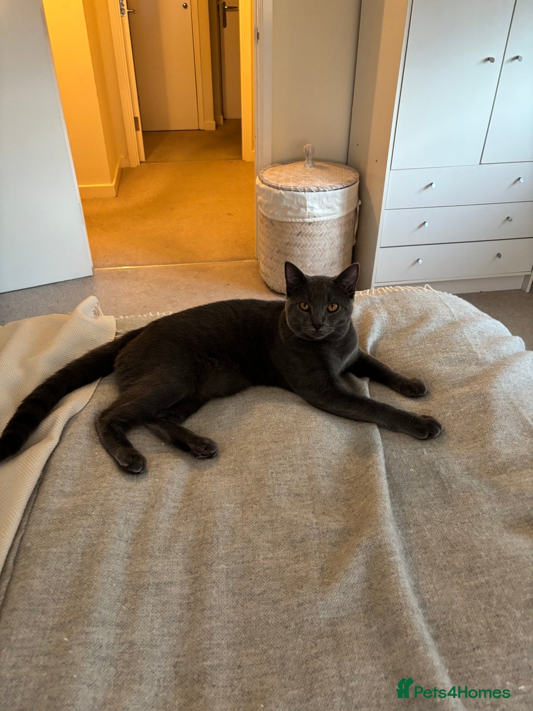 Chartreux cats for sale: Very beautiful Chartreux  - Image 3
