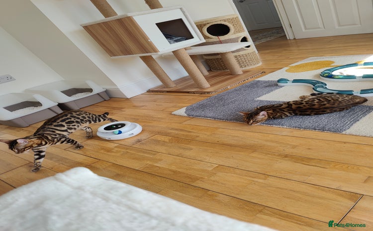 Bengal cats - Advert 2