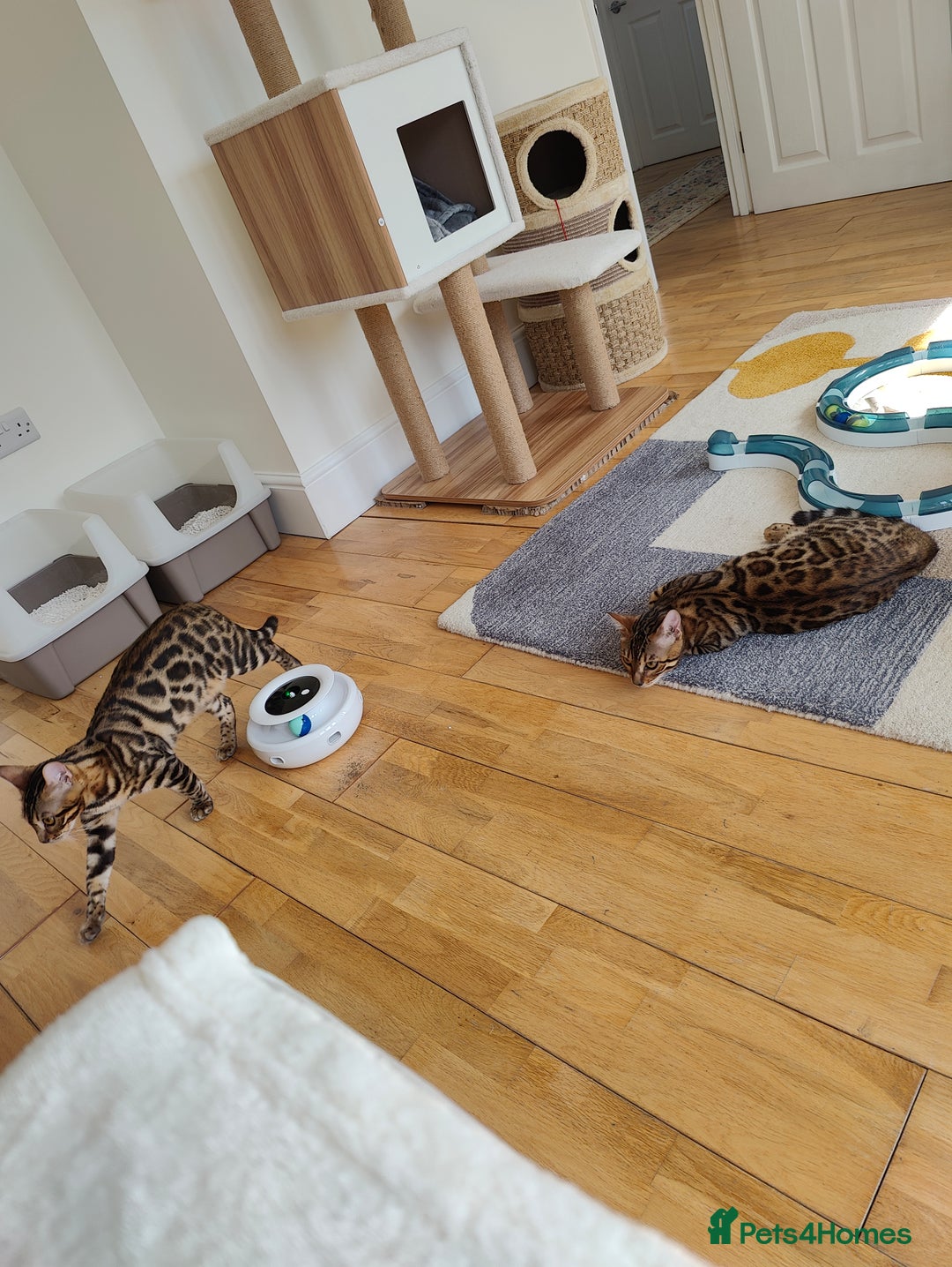 Bengal cats for sale: Bengal kittens (spayed) - Image 1