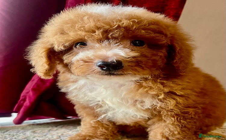 Cavapoo dogs - Advert 11