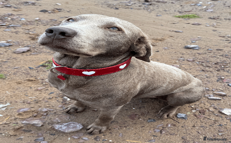 Labrador Retriever dogs Charcoal & Silver Labrador Puppies - Advert 1