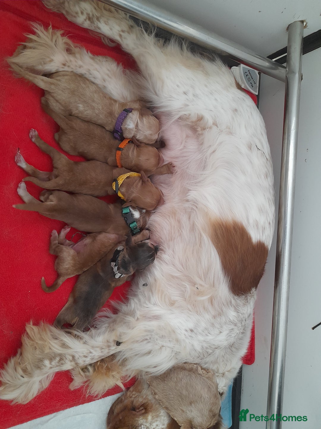 Cockapoo dogs for sale: Beautiful cockapoo puppies ready now - Advert 2