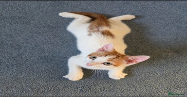 Mixed Breed cats - Advert 13