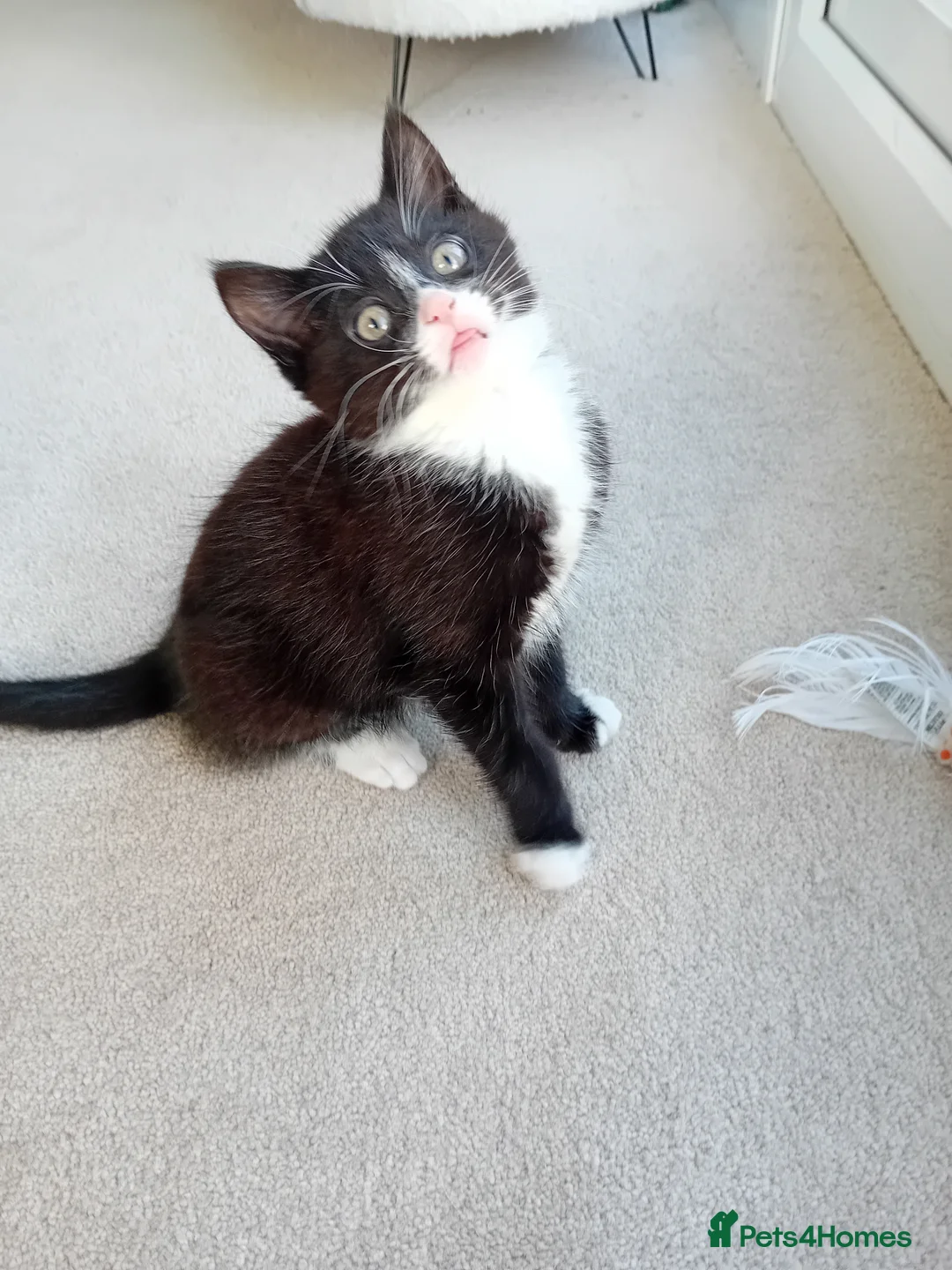 Mixed Breed cats for sale: 2 male tuxedo kittens in Brighton - Advert 3