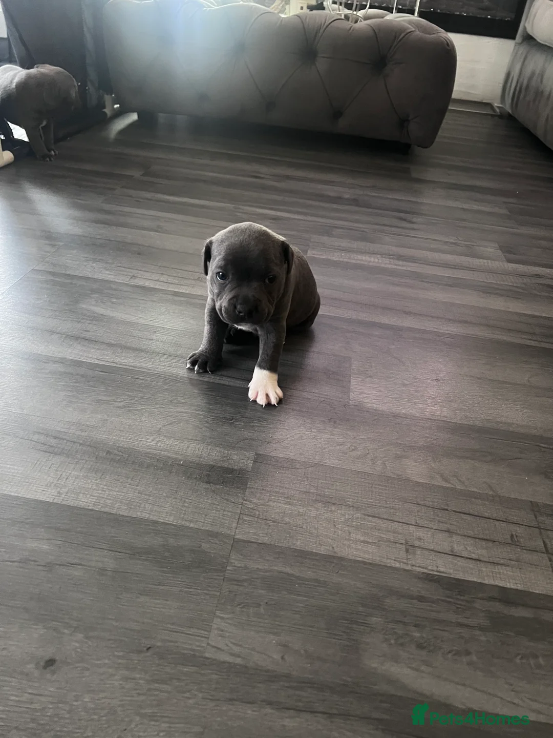 Staffordshire Bull Terrier dogs for sale: LAST BOY LEFT KC REGISTERED 5 STAR BLUE   - Advert 3