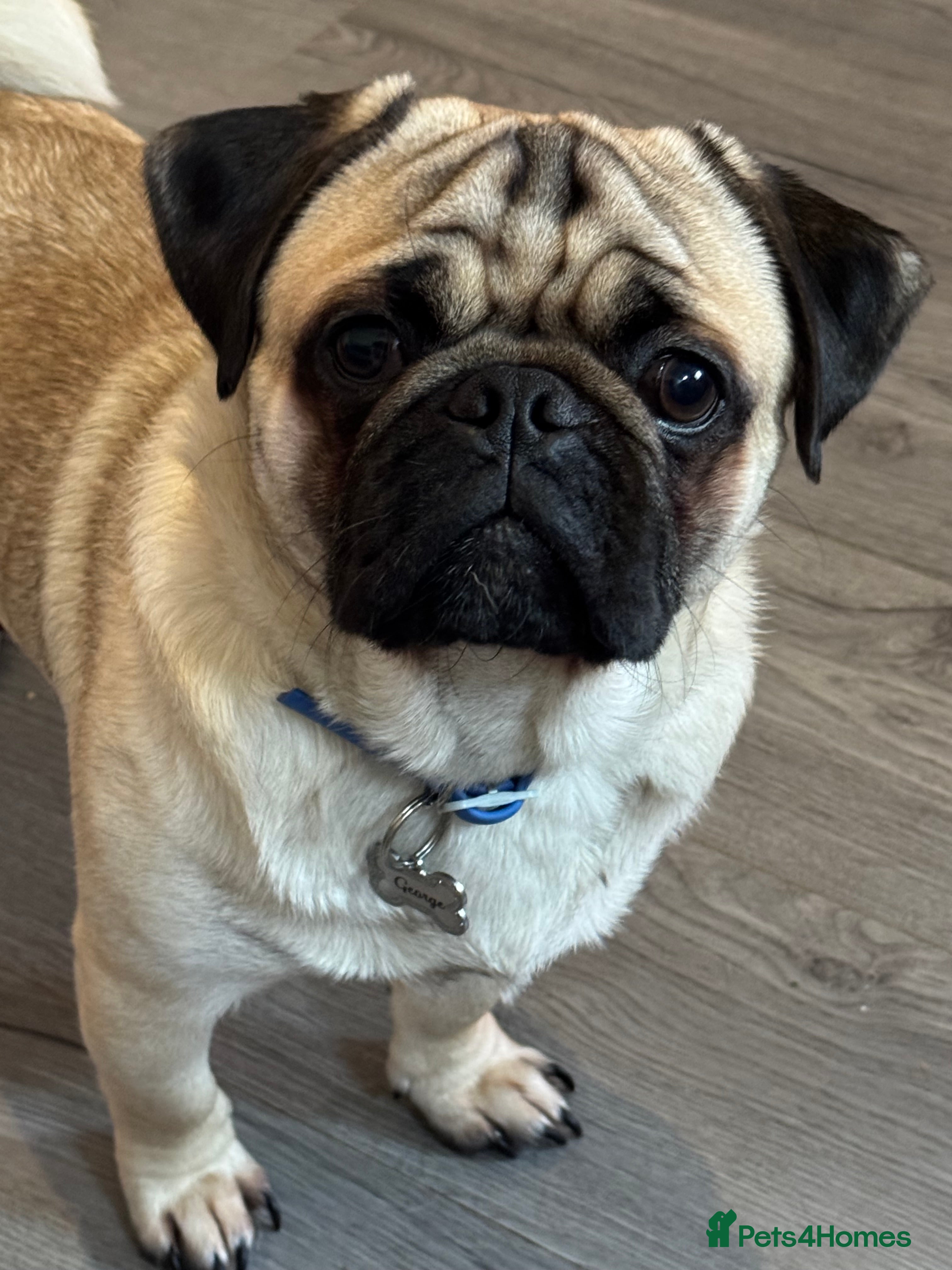 Pug dogs Pug stud  - Advert 8