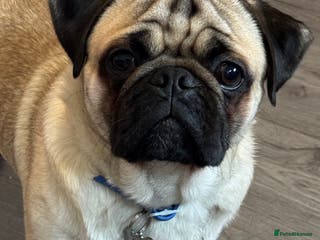 Pug dogs Pug stud - Advert 10