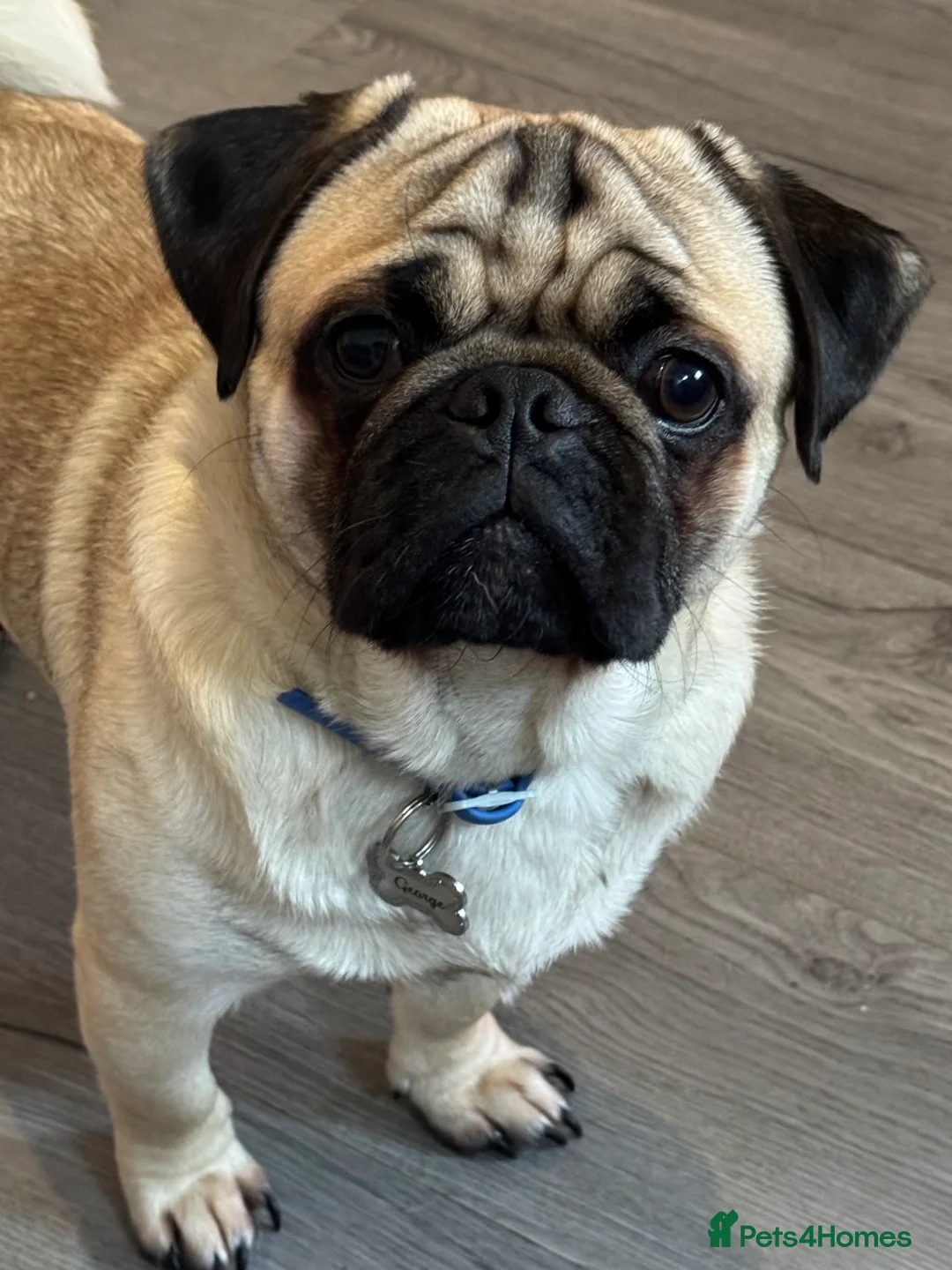 Pug dogs for stud: Pug stud  - Advert 1