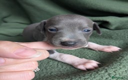 Italian Greyhound dogs for sale: Beautiful KC registered ITALIAN GREYHOUNDS  - Image 17