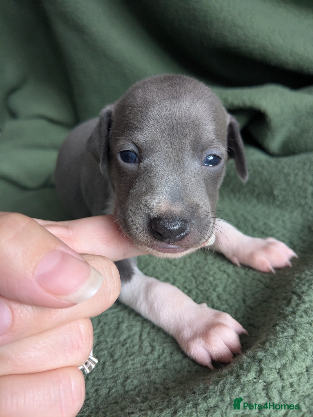 Italian Greyhound dogs for sale: Beautiful KC registered ITALIAN GREYHOUNDS  - Image 17