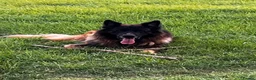 German Shepherd dogs for stud: German Shepard Hugo  in Waltham Cross - Advert 10