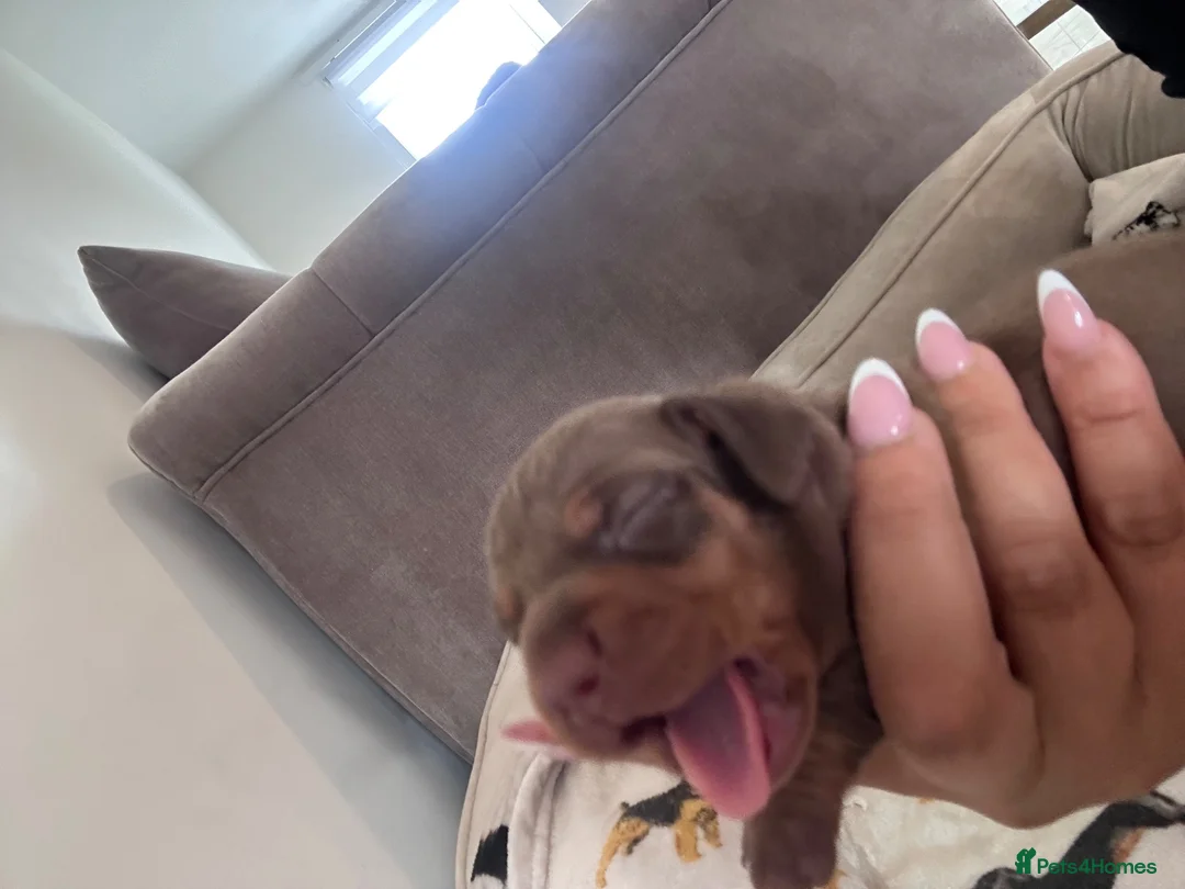 Dachshund dogs for sale: Boys boys boys 💙💙💙💙 - Advert 15