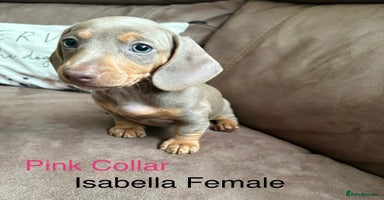 Miniature Dachshund dogs - Advert 5