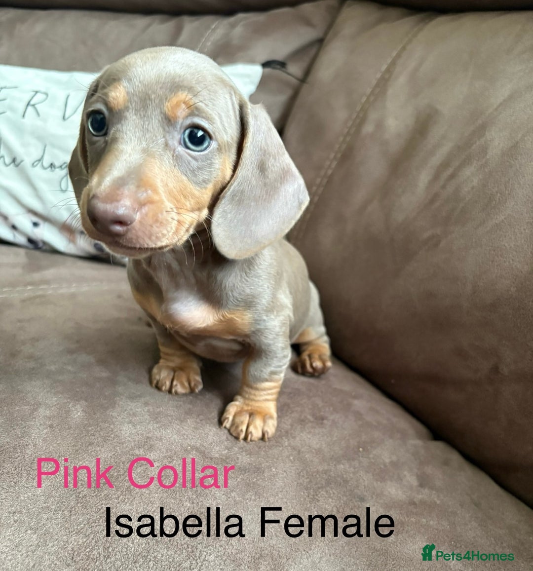 Miniature Dachshund dogs for sale: ✨READY TO LEAVE✨Miniature Dachshund Pups💕  - Image 9