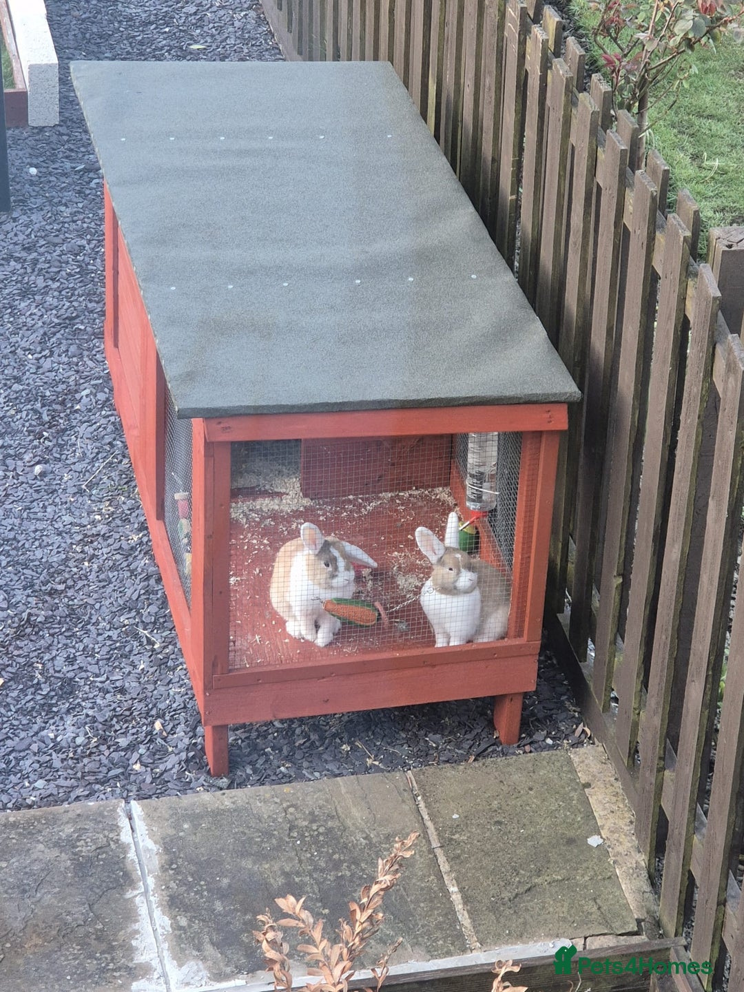 Dutch rabbits for sale: Two female rabbits  - Advert 6