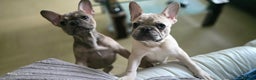 French Bulldog dogs for sale: GOLDEN French Bulldog  - Advert 8