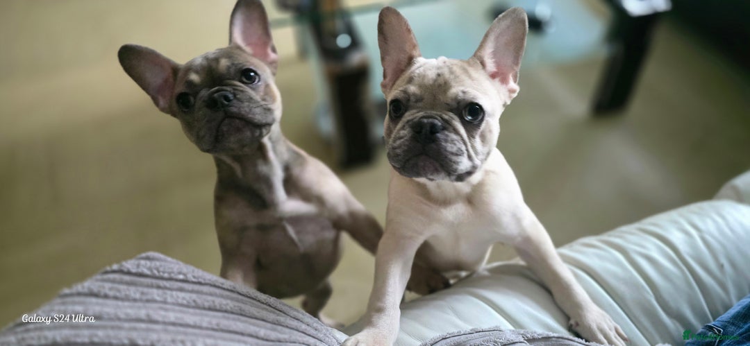 French Bulldog dogs for sale: GOLDEN French Bulldog  - Image 11