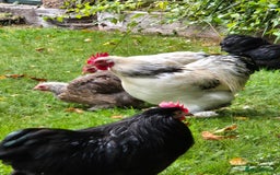 Chickens poultry for sale: Pekin Bantam Breeding Cockerels - Image 3