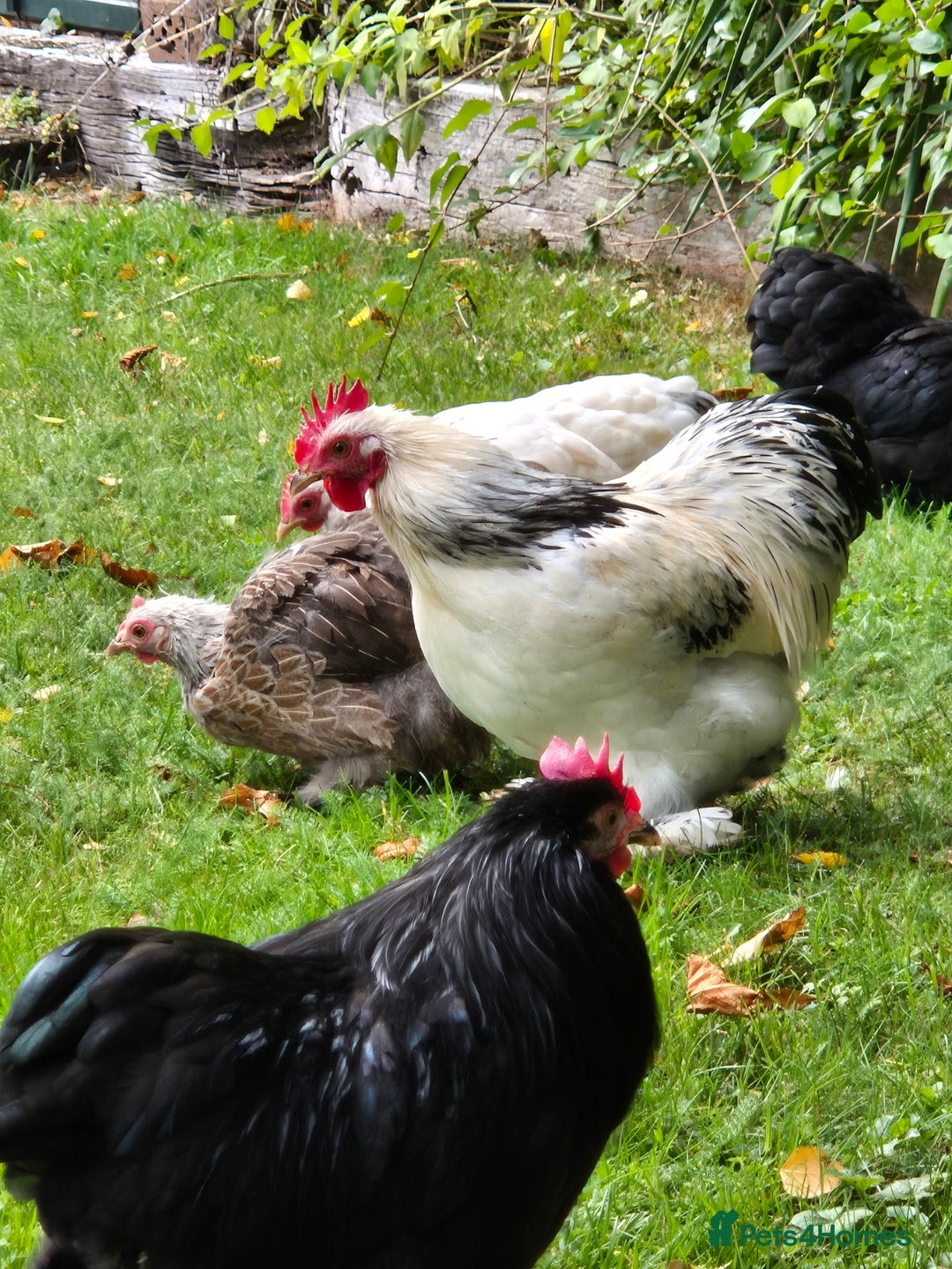 Chickens poultry for sale: Pekin Bantam Breeding Cockerels - Image 3