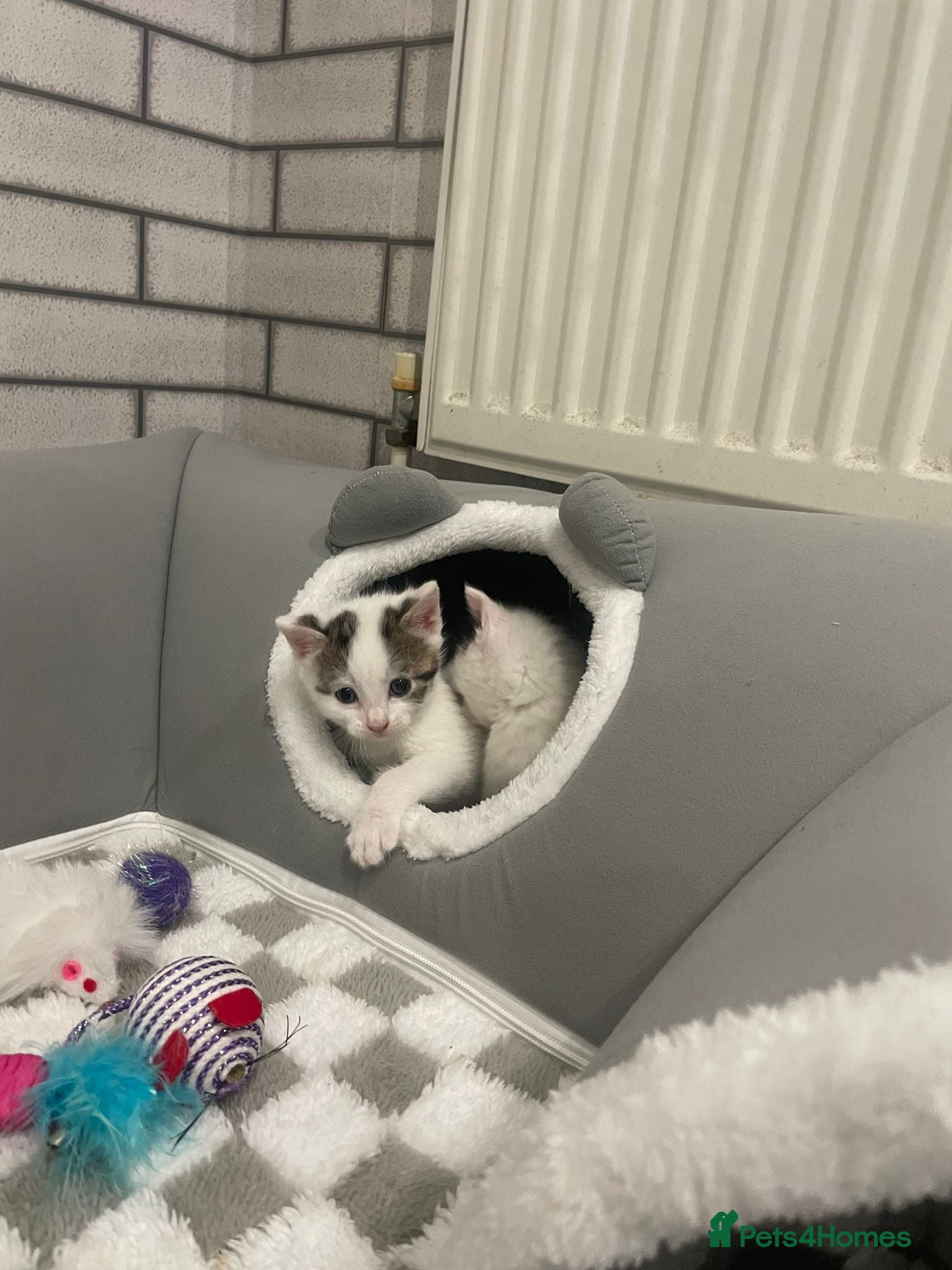 Mixed Breed cats Rescue kittens  - Advert 2
