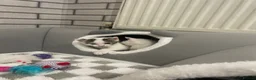 Mixed Breed cats for adoption: Rescue kittens  in Halesowen - Advert 1