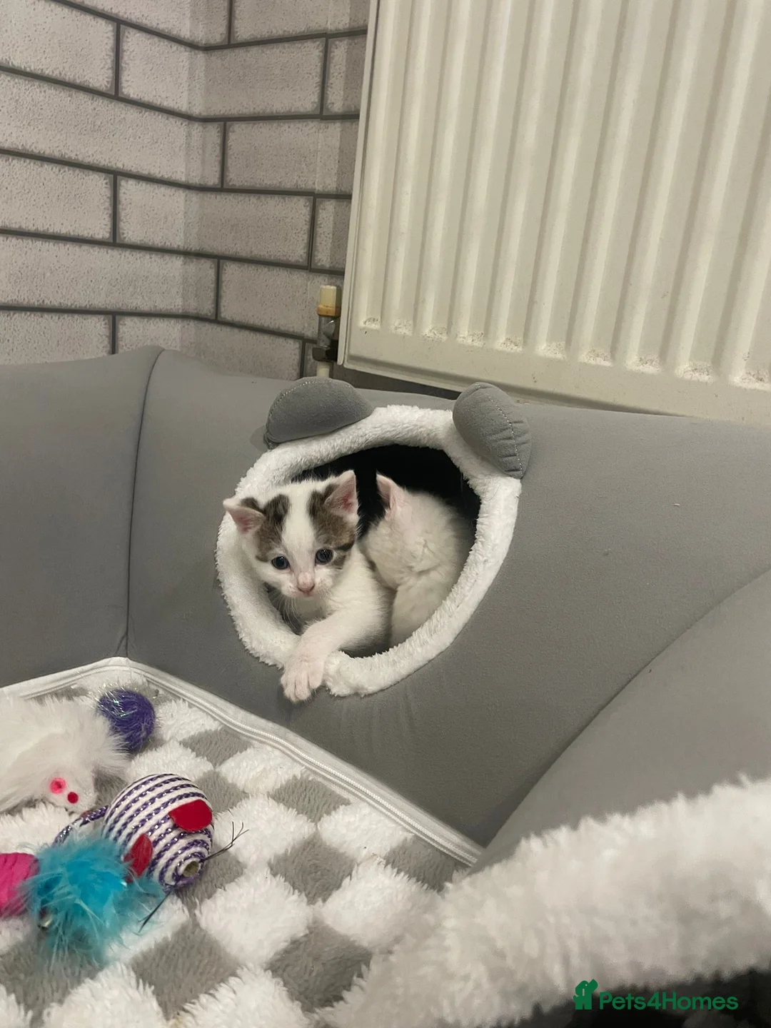 Mixed Breed cats for adoption: Rescue kittens  in Halesowen - Advert 1