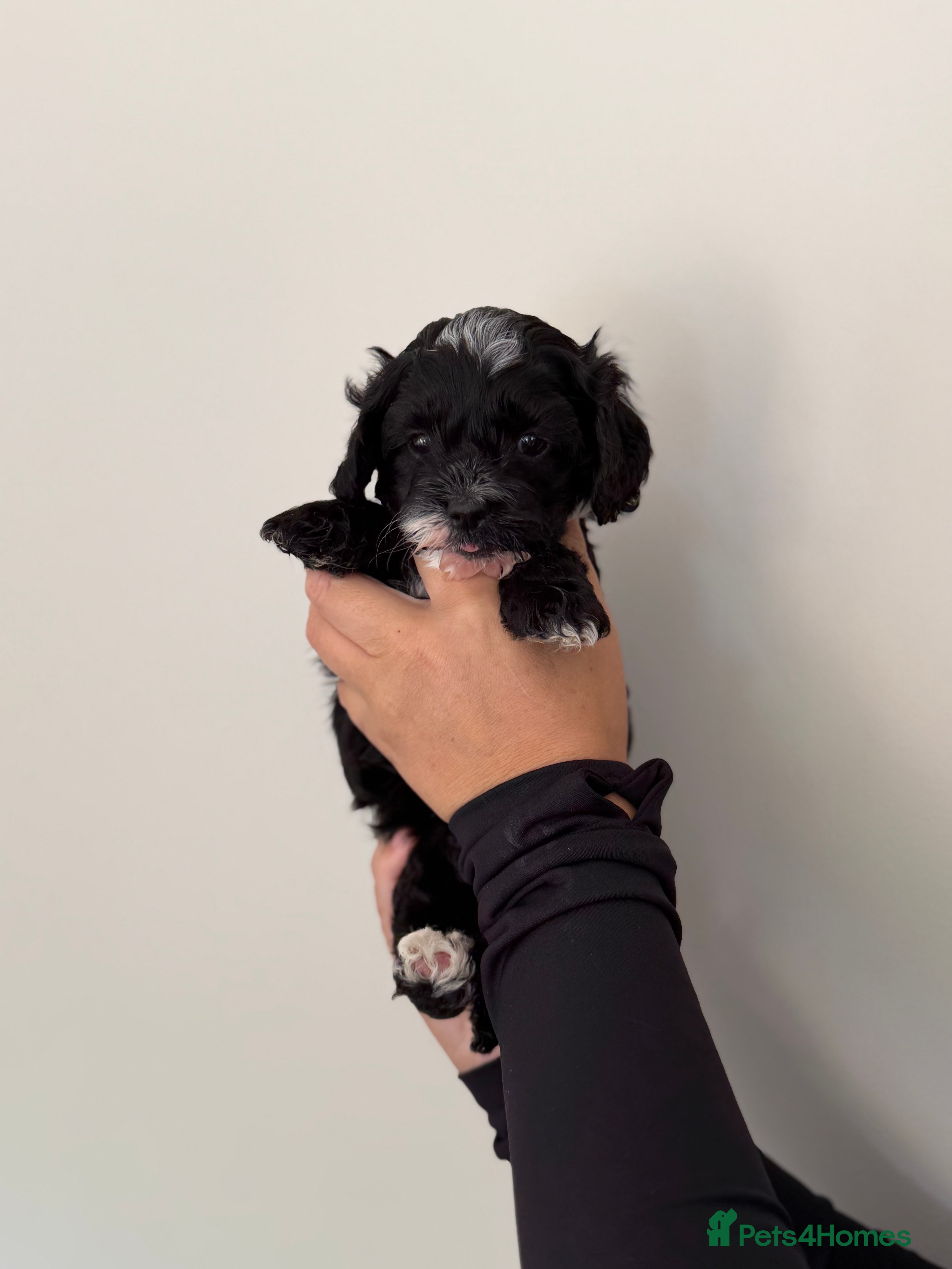 Cockapoo dogs Stunning Yankeepoo puppies ❤️ - Advert 2
