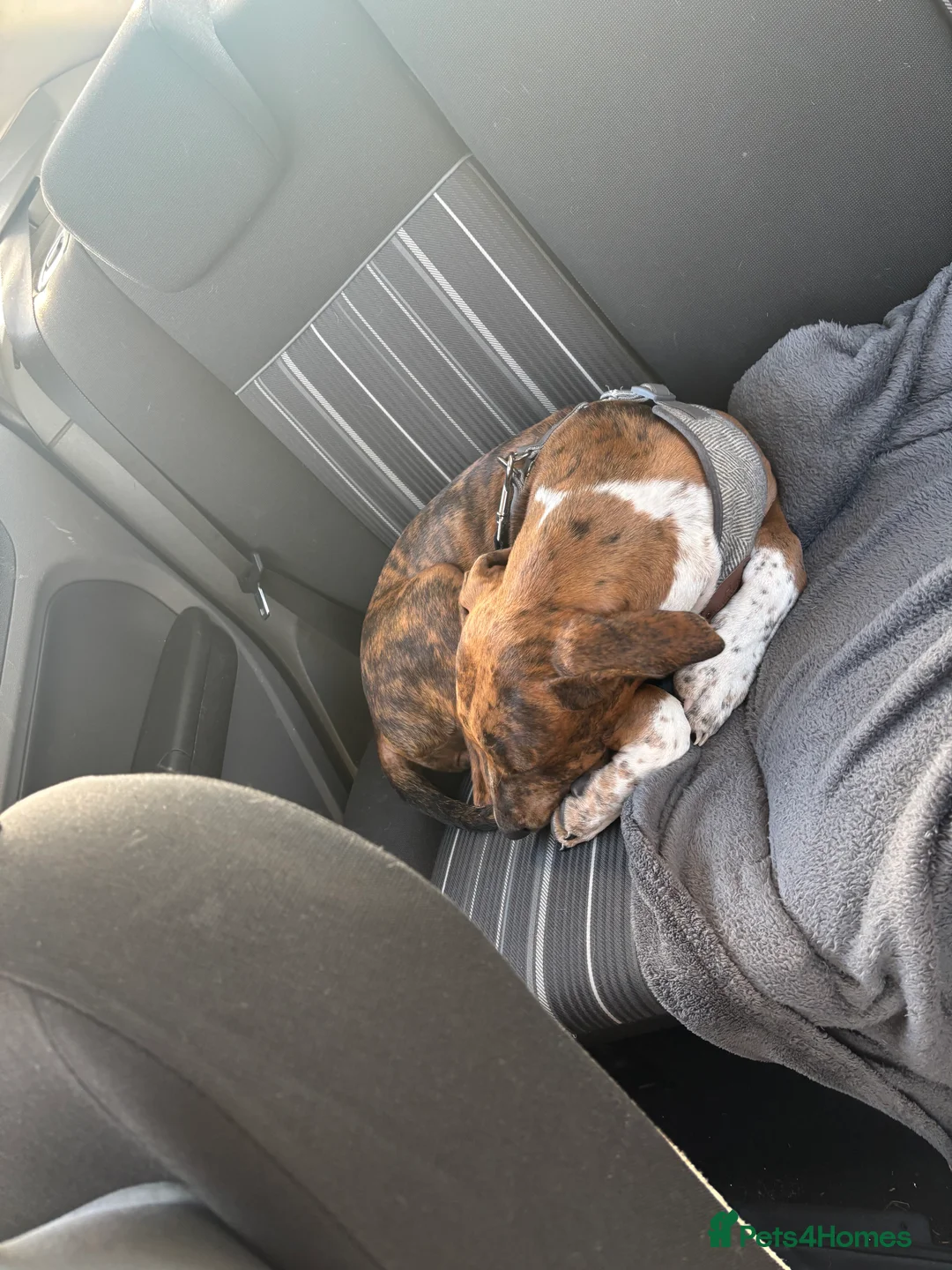 Mixed Breed dogs for sale: Fraya - Advert 5