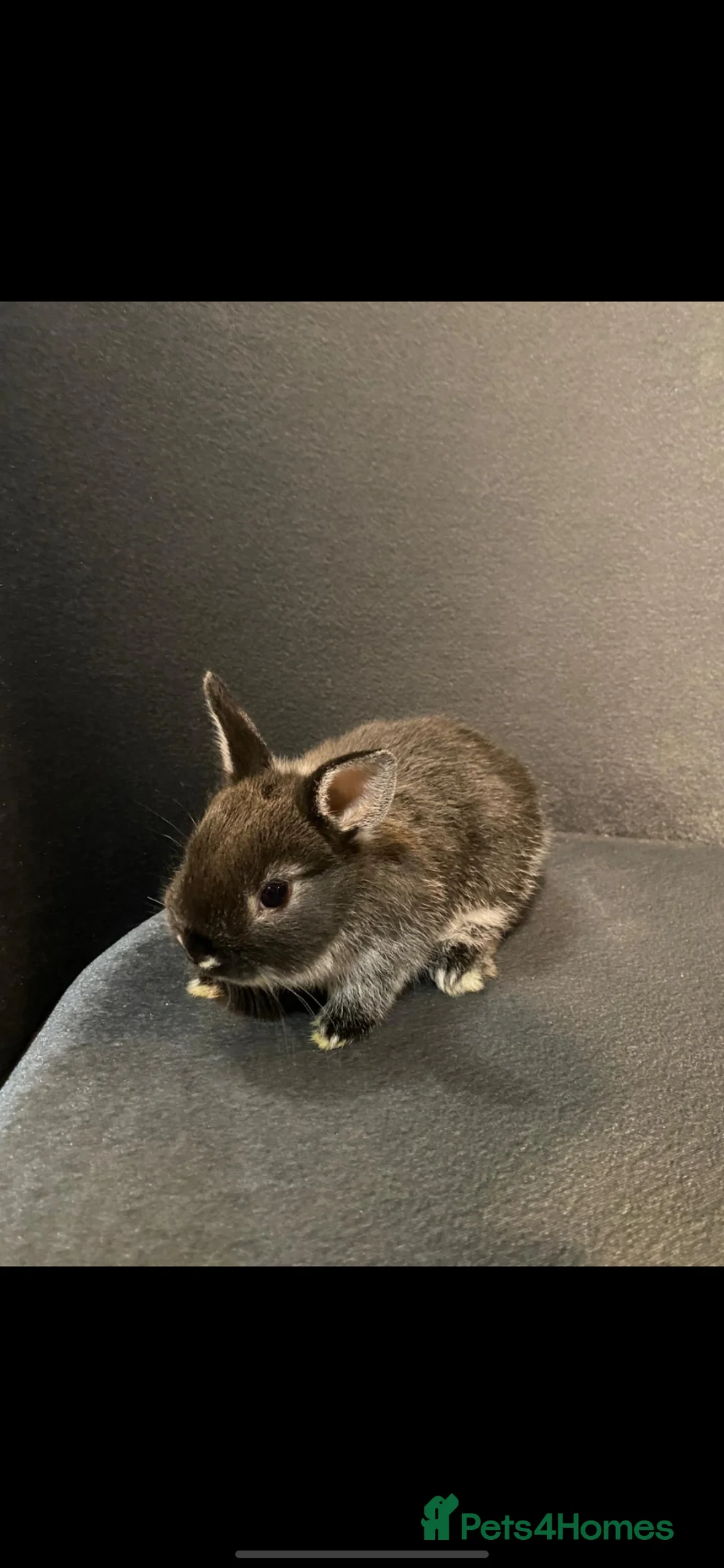 Netherland Dwarf rabbits for sale: Bunny - Advert 9