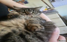 Mixed Breed cats for sale: 3 kittens gor sale - Image 4