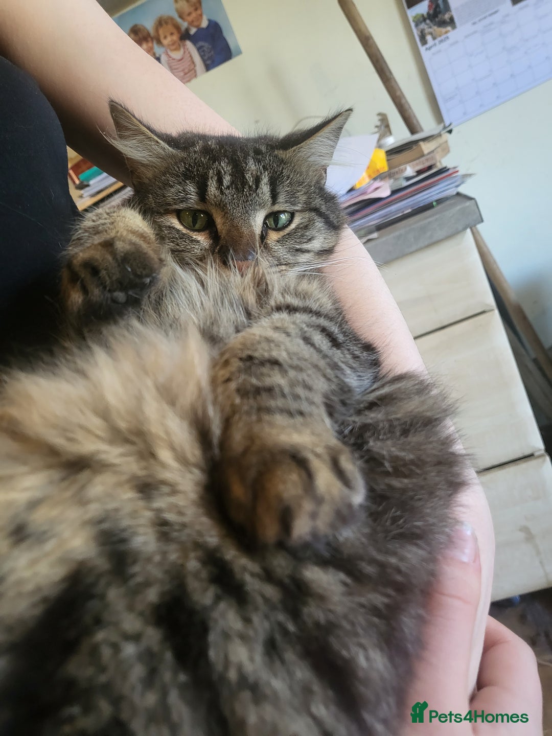 Mixed Breed cats for sale: 3 kittens gor sale - Image 4