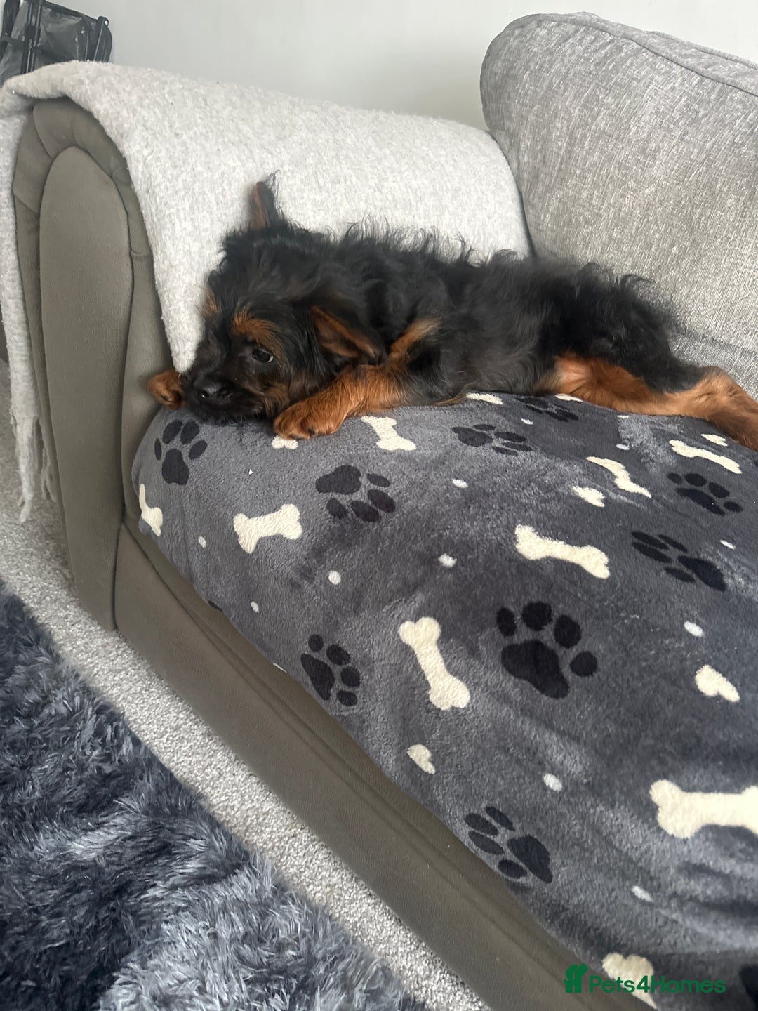 Mixed Breed dogs for sale: French bulldog/poodle  - Advert 7