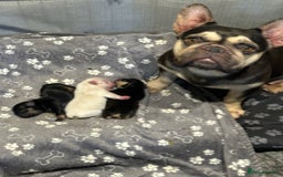 French Bulldog dogs for sale: Quality Frenchbull dogs - Image 7