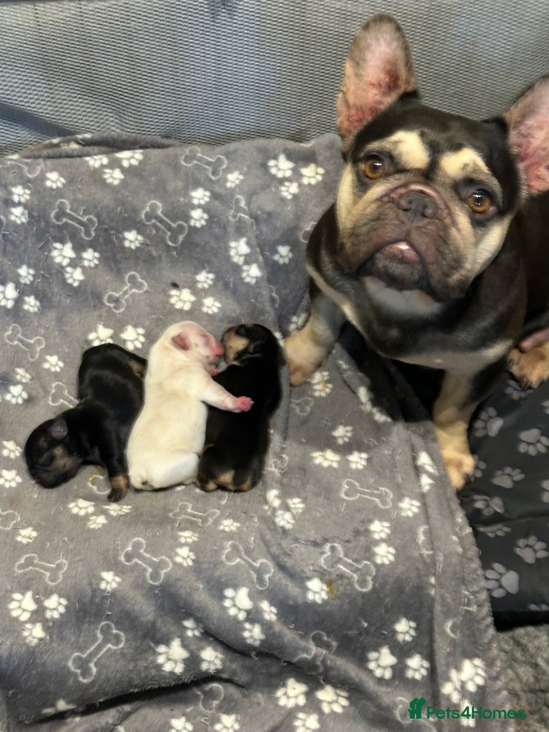 French Bulldog dogs for sale: Quality Frenchbull dogs - Image 7