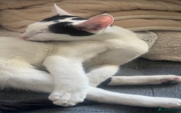 Oriental cats for sale: oriental cross  - Image 3