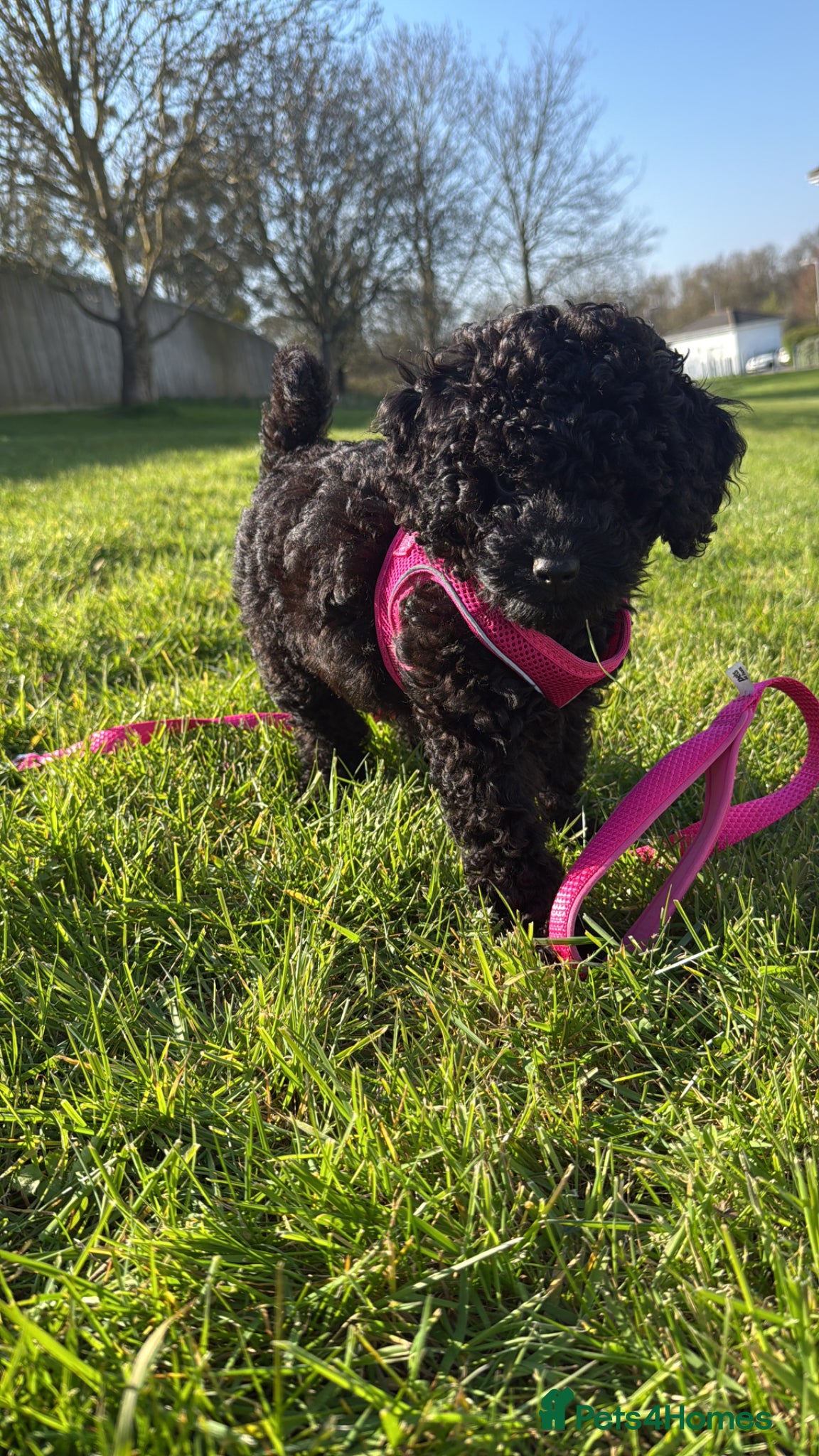 Cockapoo dogs 4 month Cockapoo - Advert 2