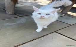 Maine Coon cats for sale: Very loving girl in need of a forever home  - Image 2