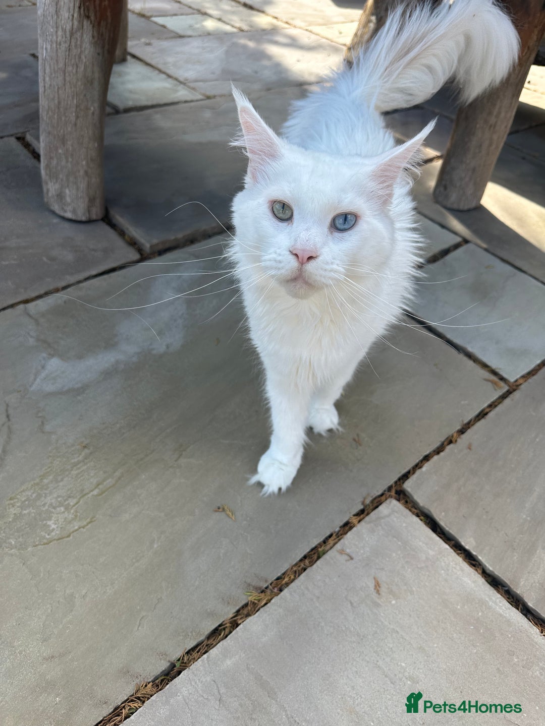 Maine Coon cats for sale: Very loving girl in need of a forever home  - Image 2