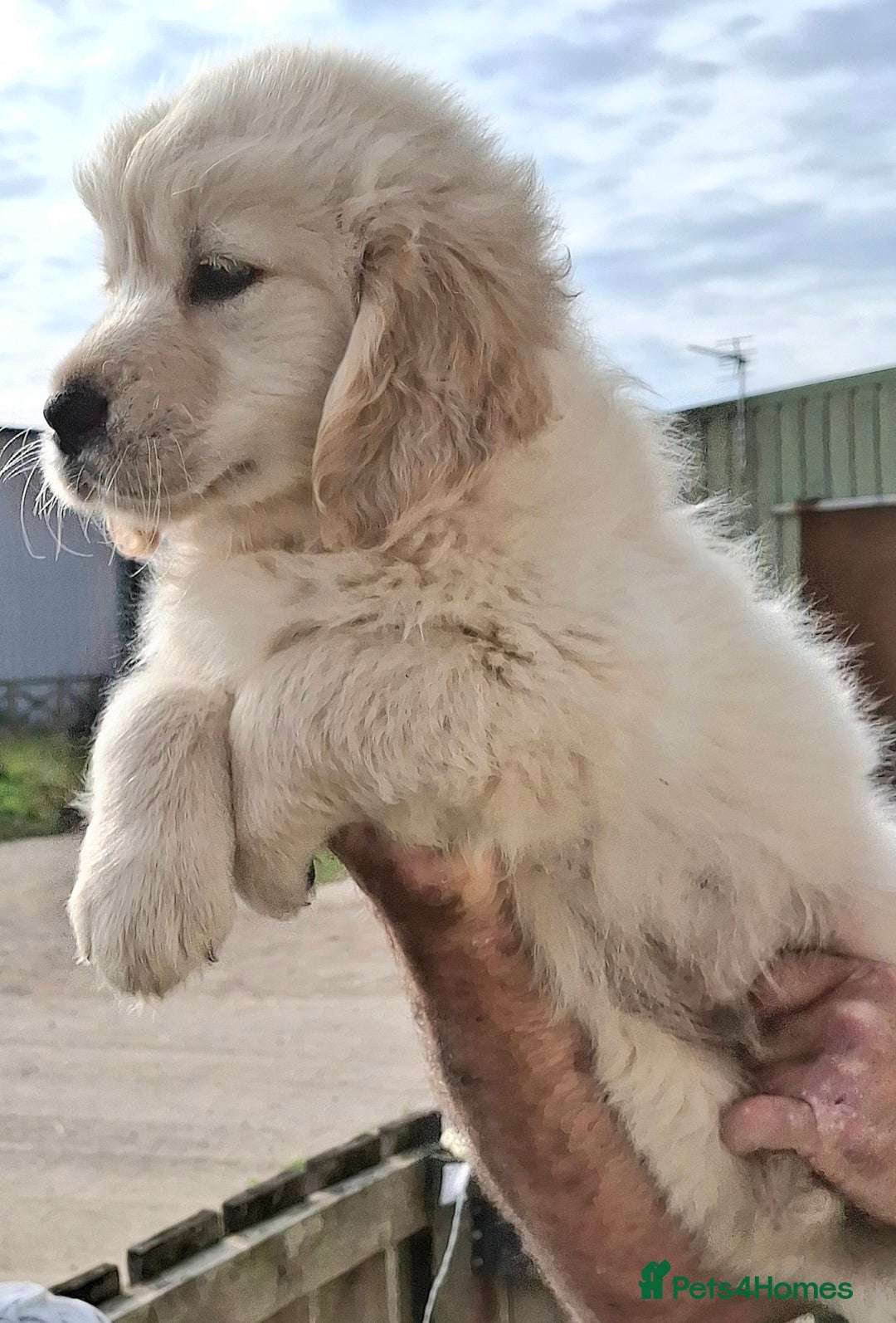 Golden Retriever dogs for sale: Golden Retreiver Puppies  - Image 8