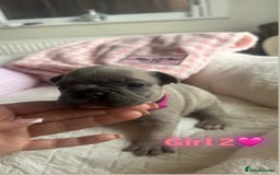 French Bulldog dogs for sale: French Bulldog Puppies - Image 2