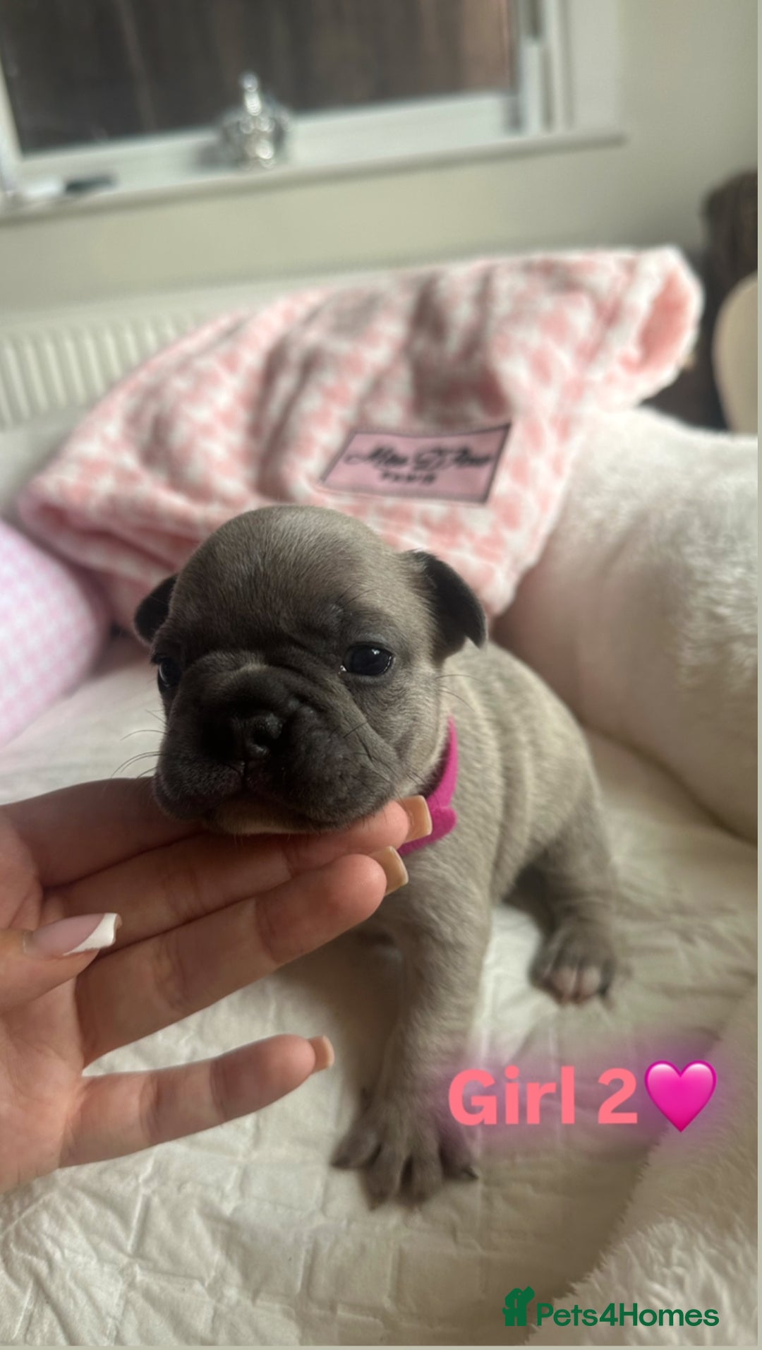 French Bulldog dogs for sale: French Bulldog Puppies - Image 2