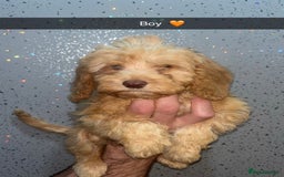Cockapoo dogs for sale: 4 beautiful Cockapoo puppies  - Image 1