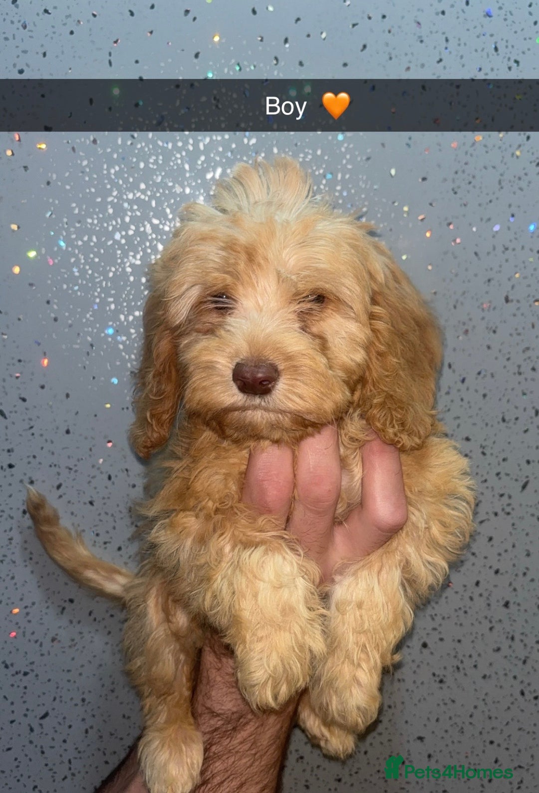 Cockapoo dogs for sale: 4 beautiful Cockapoo puppies  - Image 1