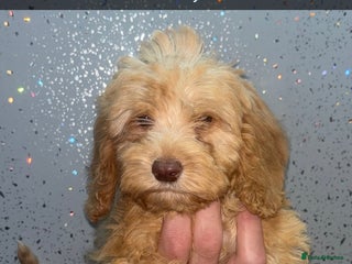 Cockapoo dogs - Advert 27