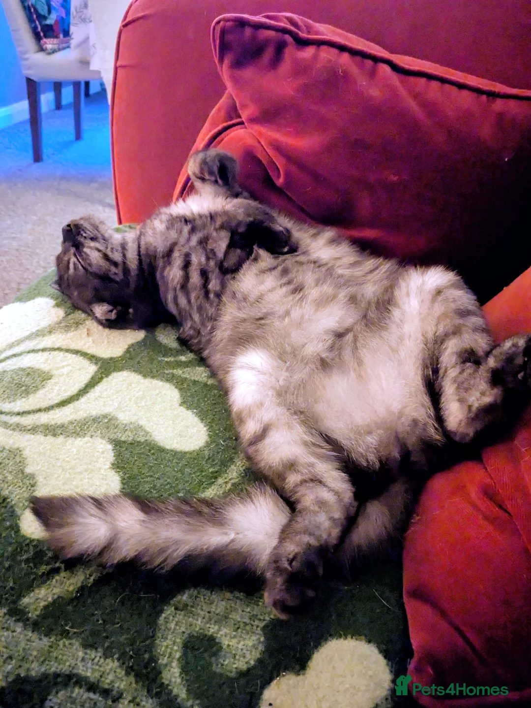 Mixed Breed cats for adoption: Indoor Scottish Fold Rescue girl - Advert 2