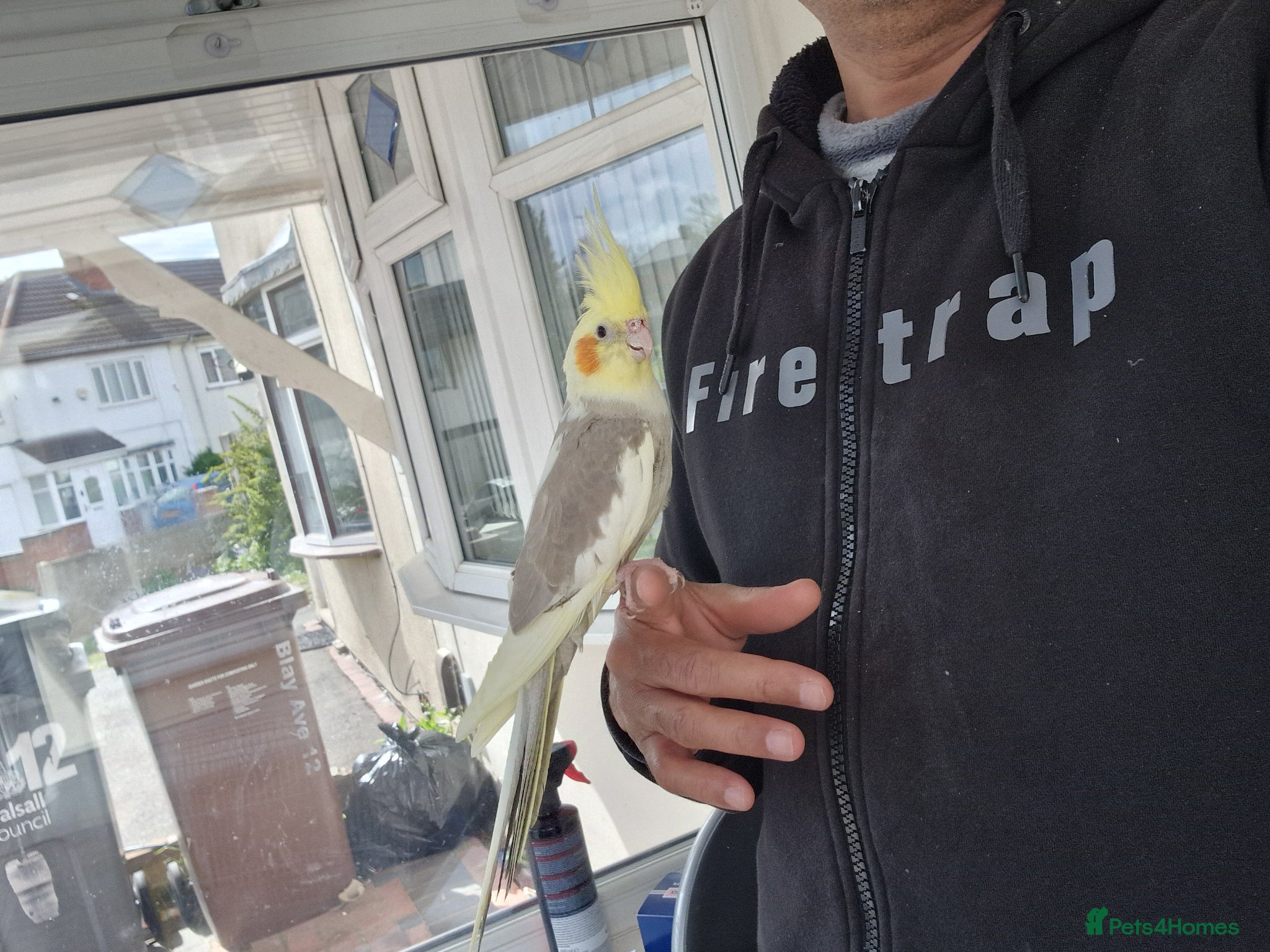 Cockatiels birds Super Hand Tamed cockatiel for sale  - Advert 11